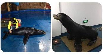 娱乐吃瓜君海狮