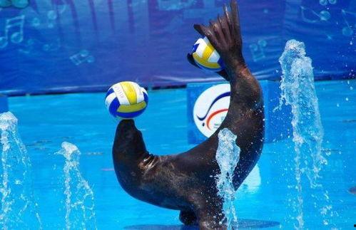 娱乐吃瓜君海狮 第2张 娱乐吃瓜君海狮 第2张