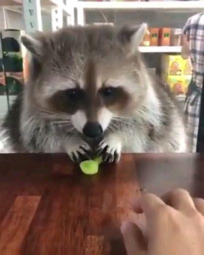 娱乐吃瓜酱小动物视频大全,趣味十足!小动物吃瓜视频大盘点 第2张 娱乐吃瓜酱小动物视频大全,趣味十足!小动物吃瓜视频大盘点 第2张