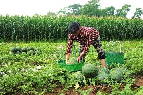 娱乐718.吃瓜王大炮,揭秘吃瓜王大炮的瓜界传奇 第3张 娱乐718.吃瓜王大炮,揭秘吃瓜王大炮的瓜界传奇 第3张